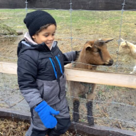 Un élève de l'école flatte un animal lors d'une sortie à la ferme.